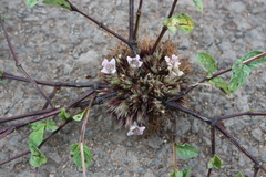 Lepidagathis subarmata